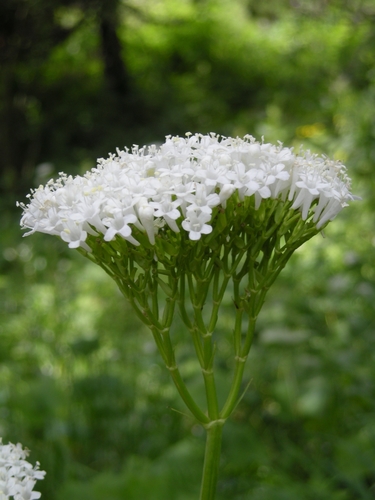 Valeriana alliariifolia