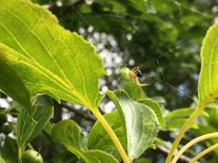 Araniella opisthographa