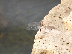 Orthetrum sabina