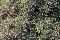 Euphorbia loricata