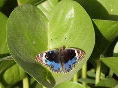 Junonia orithya