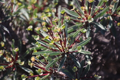 Euphorbia loricata