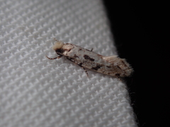 Nemapogon nevadella
