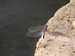 Orthetrum sabina