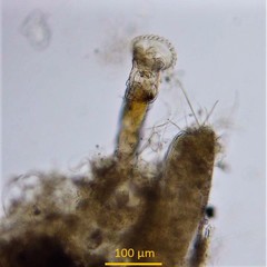 Ptygura agassizi