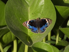 Junonia orithya