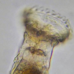 Ptygura agassizi