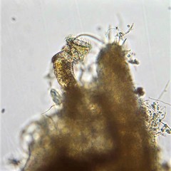 Ptygura agassizi