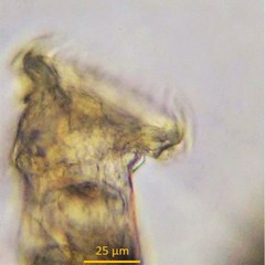 Ptygura agassizi