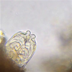 Ptygura agassizi