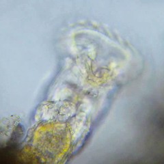 Ptygura agassizi