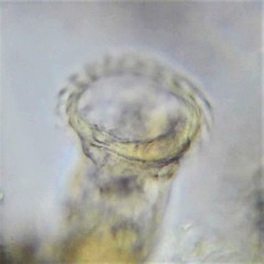 Ptygura agassizi