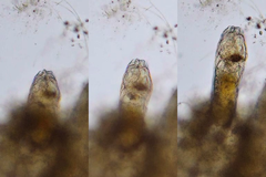 Ptygura agassizi