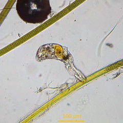 Ptygura agassizi