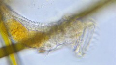 Ptygura agassizi