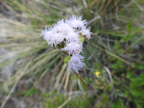 Image of Ageratum corymbosum by (c) Leticia Jiménez Hernández, some rights reserved (CC BY-SA)