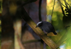 Myrmoborus leucophrys