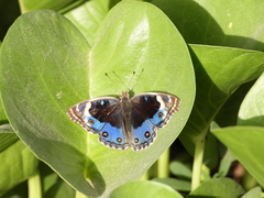 Junonia orithya
