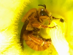 Xenoglossa fulva