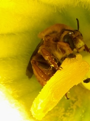 Xenoglossa fulva