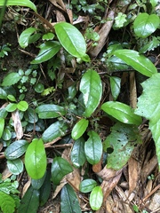 Trigonotis formosana