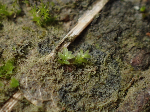 Image of Fissidens celticus by (c) George Greiff, some rights reserved (CC BY)