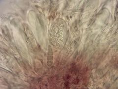 Bilimbia sabuletorum