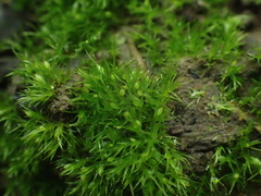 Pseudephemerum nitidum