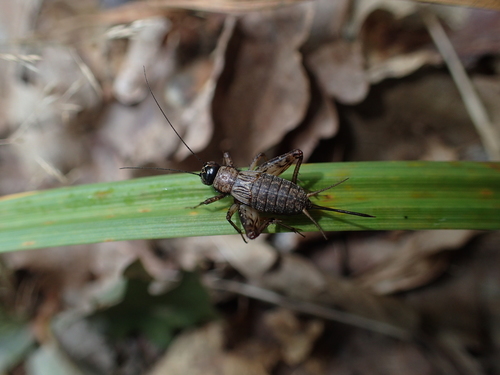 Wood cricket