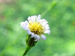 Symphyotrichum expansum