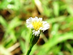 Symphyotrichum expansum