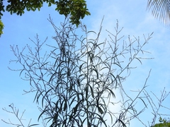 Symphyotrichum expansum