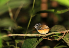 Hypocnemis ochrogyna