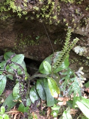 Trigonotis formosana