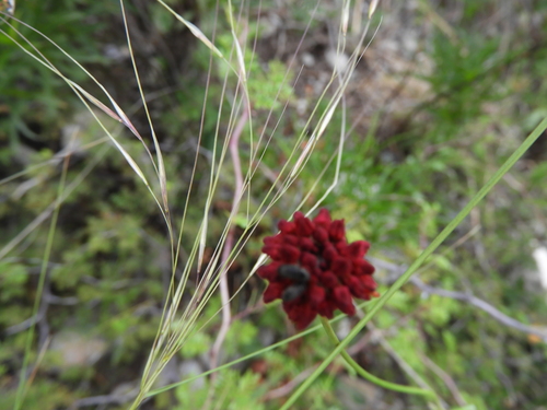 Image of Eriogonum atrorubens by (c) Leticia Jiménez Hernández, some rights reserved (CC BY-SA)