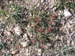 Astragalus monspessulanus