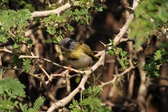 Apalis flavida