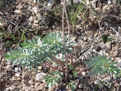 Euphorbia nicaeensis