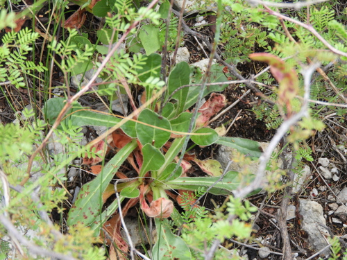 Image of Eriogonum atrorubens by (c) Leticia Jiménez Hernández, some rights reserved (CC BY-SA)