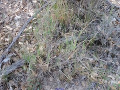 Bupleurum fruticescens