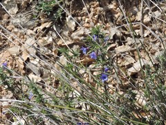 Lithodora fruticosa