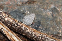 Pseudonacaduba sichela sichela