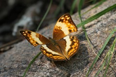 Harma theobene blassi