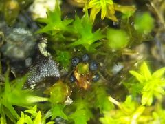 Bryostroma trichostomi