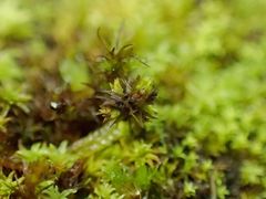 Bryostroma trichostomi