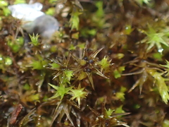 Bryostroma trichostomi