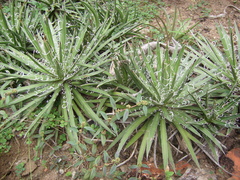Agave geminiflora