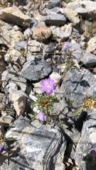 Galeopsis angustifolia