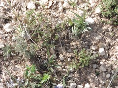 Helianthemum asperum