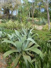 Agave wercklei